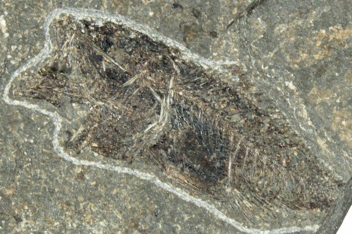 Oligocene Fossil Percoid Fish (Oligoserranoides) - Poland #320647